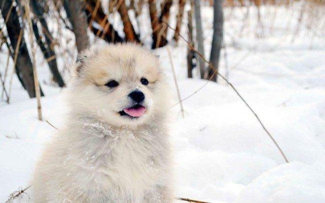 Когда собаки в первый раз увидели снег