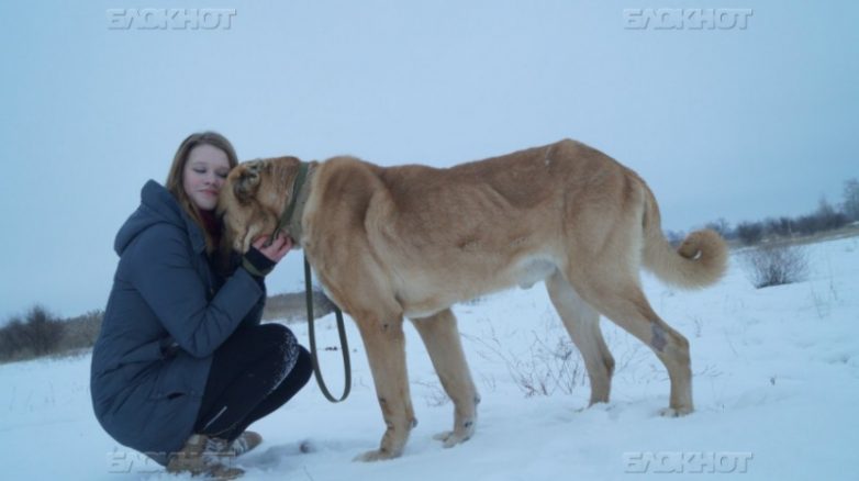 В Волгограде школьница спасла пса, отравленного догхантерами