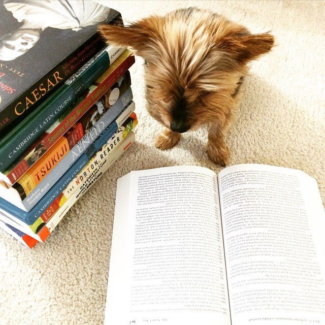 Любишь животных читай. Книги про собак. Собака с книжкой. Книга животные. Звери с книжками.