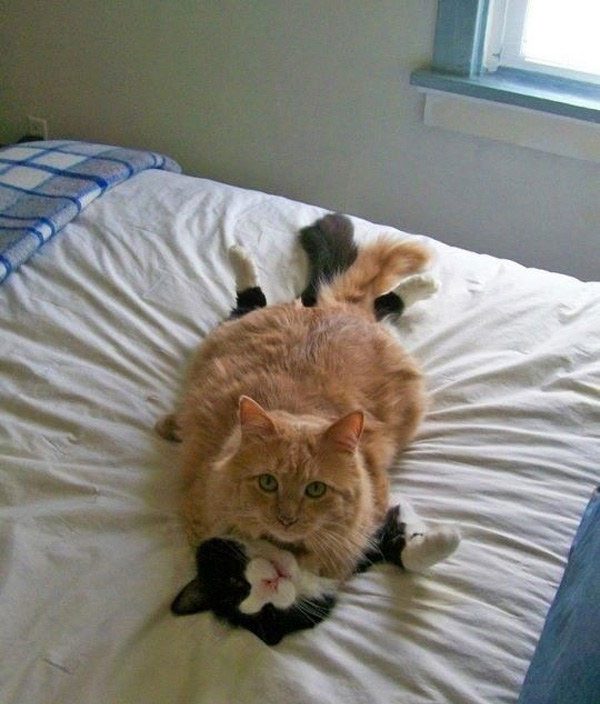 Этот неловкий момент из жизни кошек - смешные фото