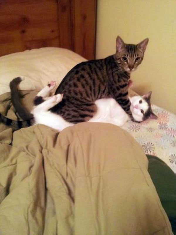 Этот неловкий момент из жизни кошек - смешные фото