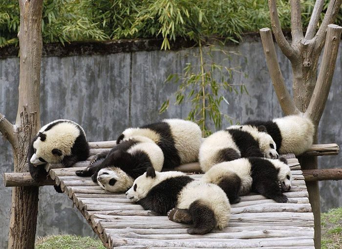 Научись отдыхать, как панда