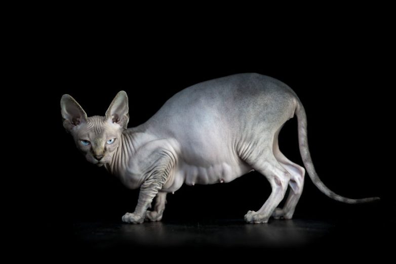 Инопланетная красота кошек породы сфинкс