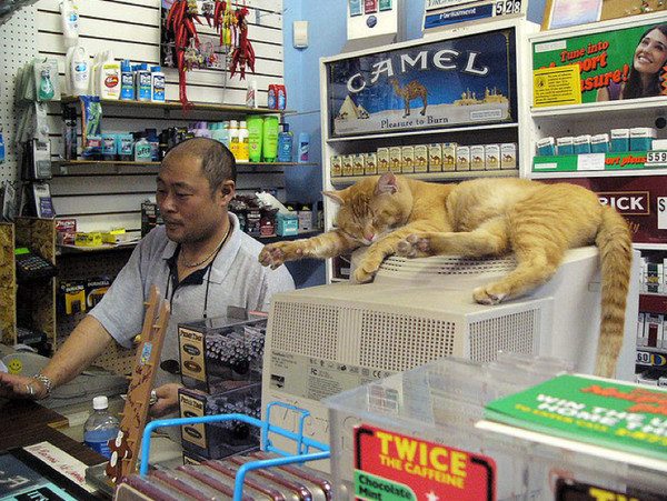 Кошки в магазине