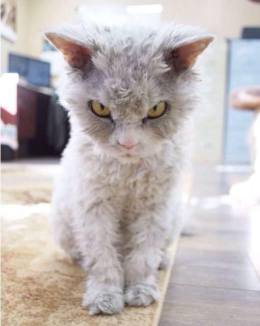 Кучерявое зло: кошка Альберт
