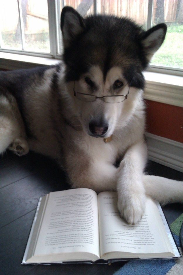 Читающие собаки