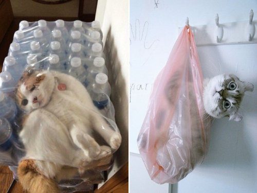 Смешные кошки в пакетах