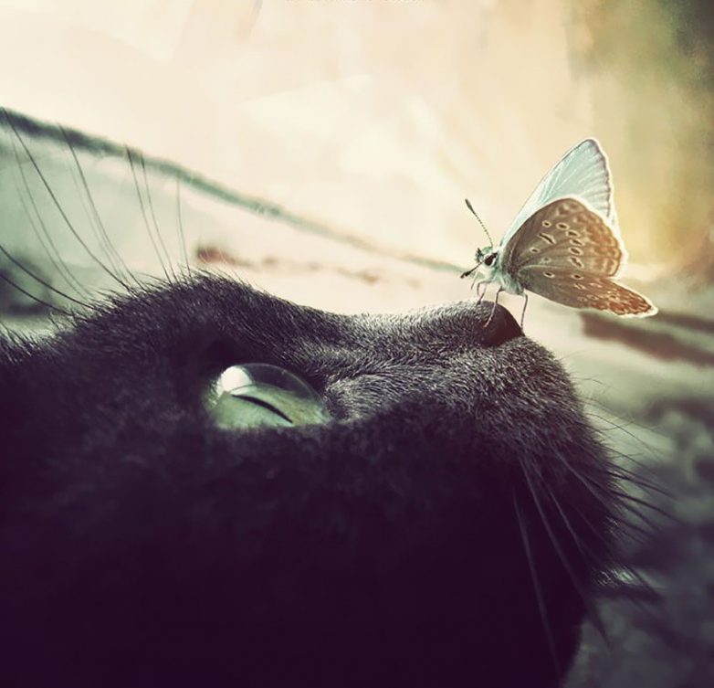 Сказочные фотографии животных с бабочками