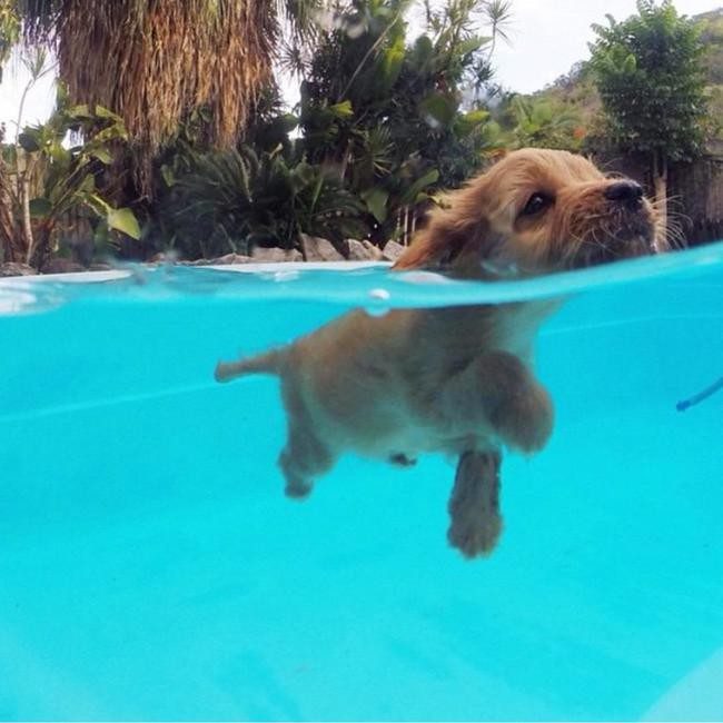 Собаки, которые рады провести лето у бассейна