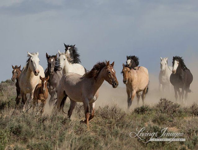 Впечатляющие кадры из жизни лошадей