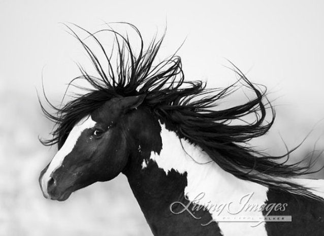 Впечатляющие кадры из жизни лошадей