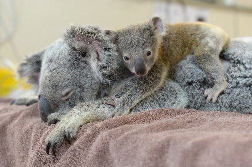Детёныш коалы был рядом во время операции