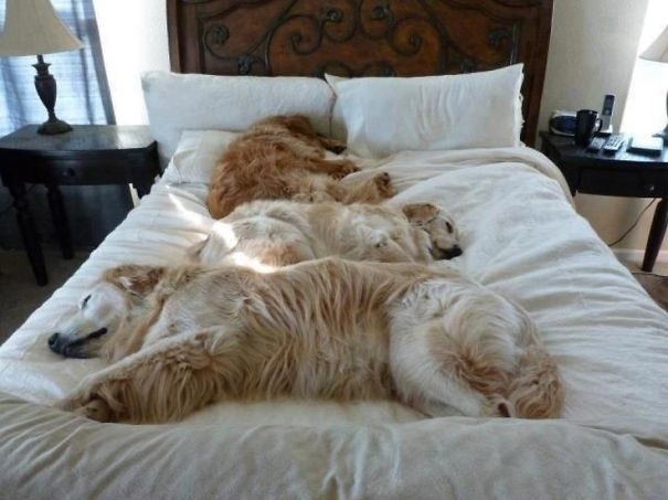 Собаки, которые любят поспать