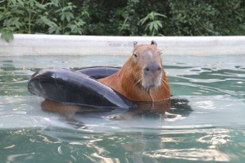 Животные, которые любят поплавать