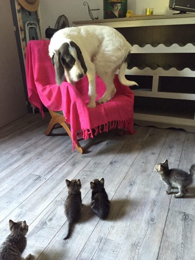 Коты, которые знают, кто в доме хозяин