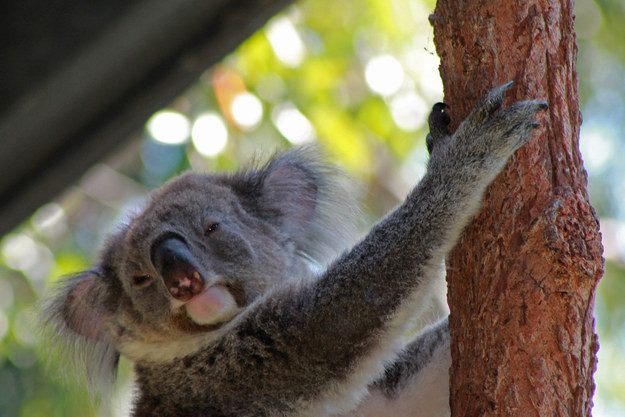 Пост обожания коал