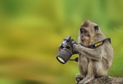 Животные, которые хотят быть фотографами