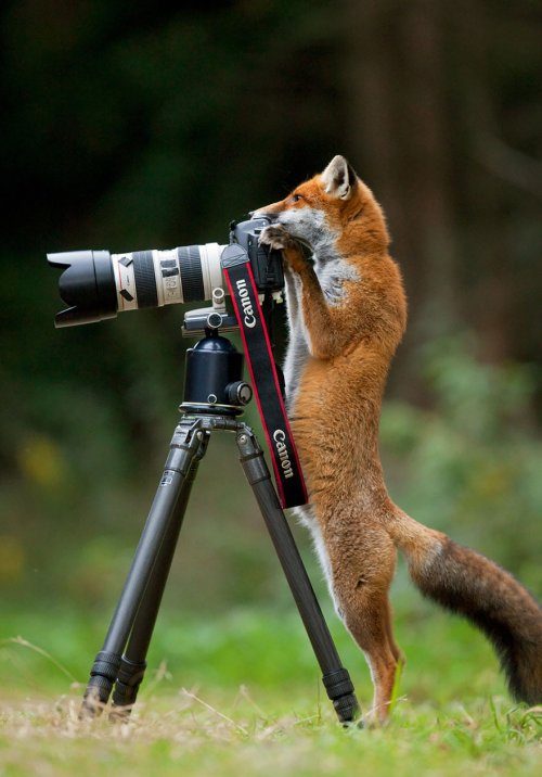 Животные, которые хотят быть фотографами