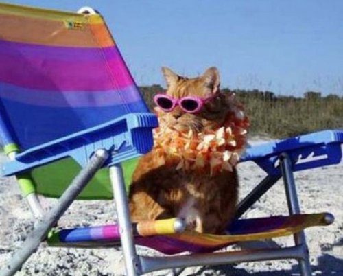Кошки, знающие толк в летнем отдыхе