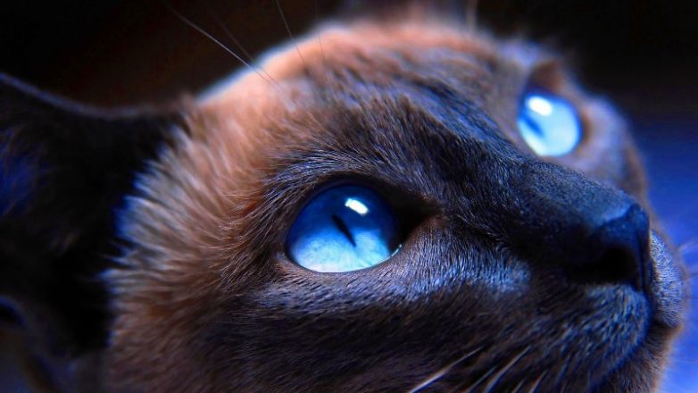 14 интересных фактов про кошек, о которых вы вряд ли знали