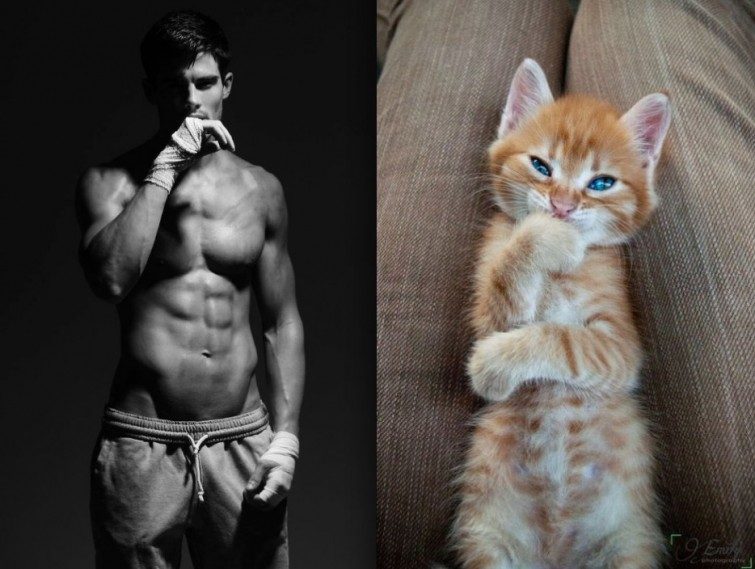 23 очаровательных кота, пародирующих фотографии моделей