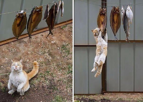 Коты-воришки, пойманные с поличным