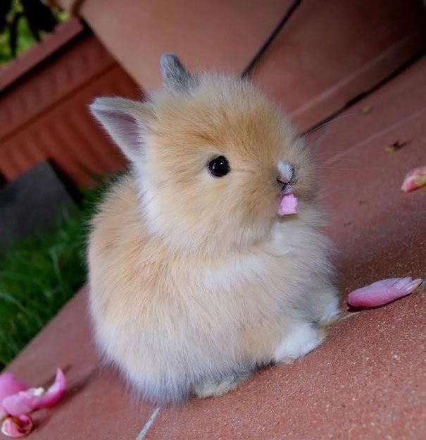 20 прелестных кроликов, которые сделают ваш день лучше