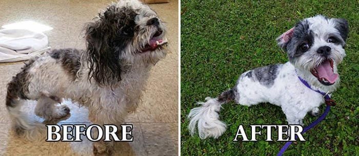 Фотографии собак до и после их фантастического преображения после спасения