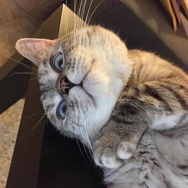 Нала – самая популярная кошка интернета, имеющая более 2 млн подписчиков на Instagram
