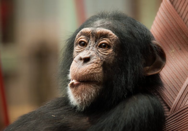 10 животных, интеллект которых близок к человеческому