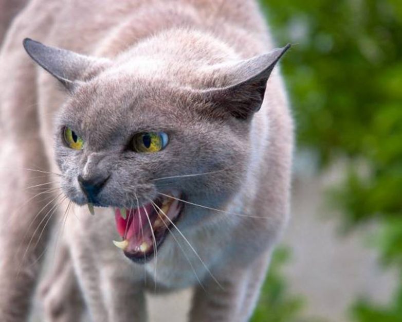 12 удивительных фактов о кошках