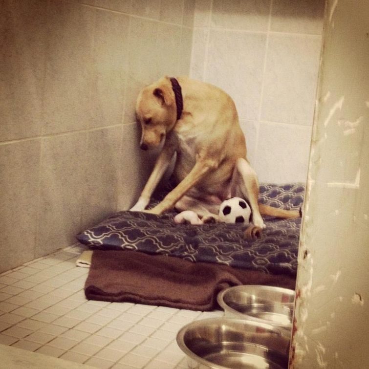 Самая грустная собака в мире, история которой разобьет вам сердце