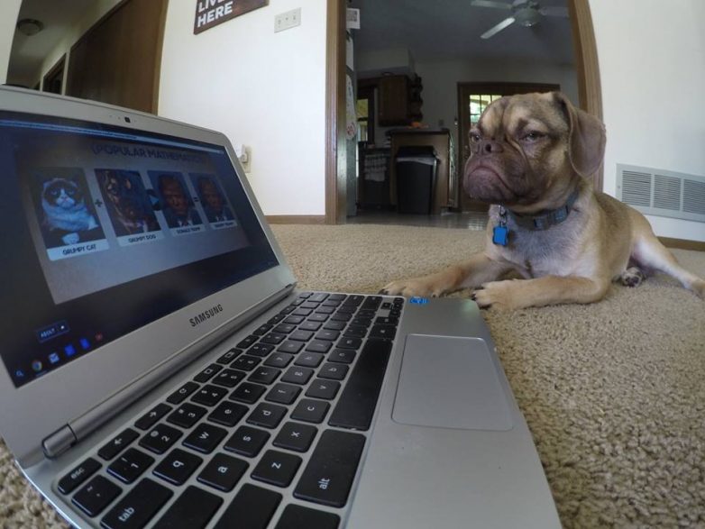 Угрюмый пес покоряет интернет и ваши сердца