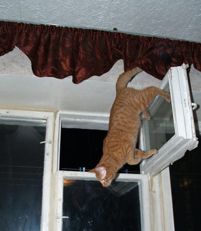 Сумасшедшие коты, которые не слышали о гравитации