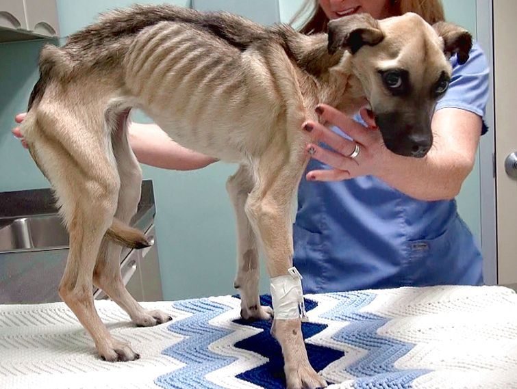 История спасения истощённой собаки, находившейся на волосок от смерти