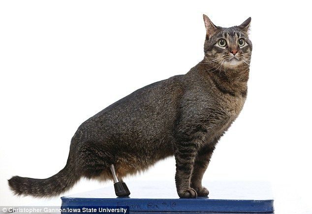 Кот без задних лап получил уникальные 3D-протезы, вкручивающиеся прямо в кости