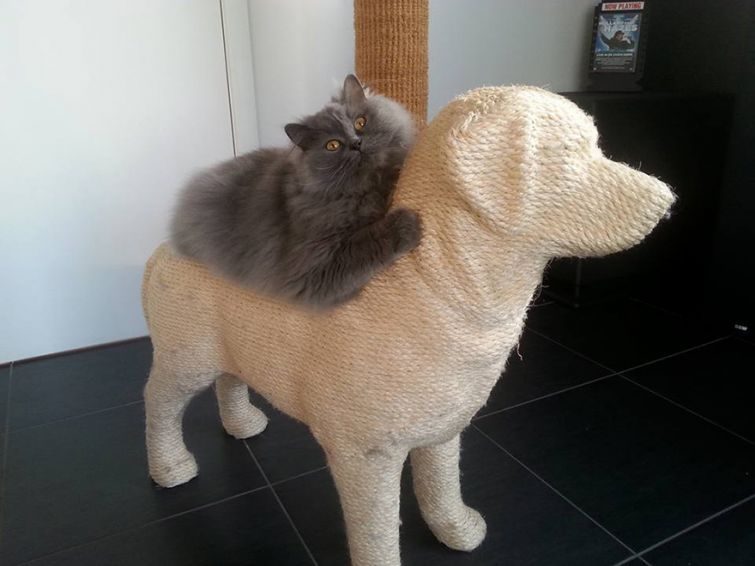 Когтеточка в форме собаки, позволяющая кошкам насладиться сладкой местью