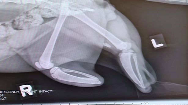 Кот без задних лап получил уникальные 3D-протезы, вкручивающиеся прямо в кости