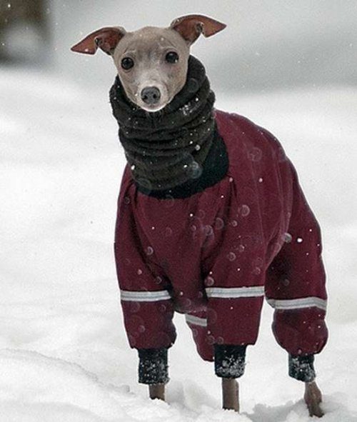 Собаки, готовые к зимним прогулкам