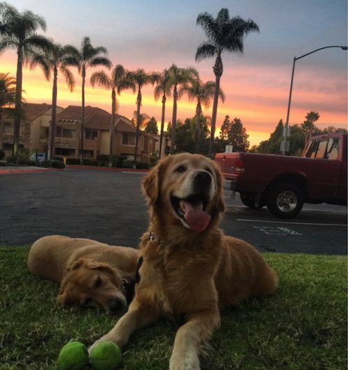 Очаровательные собаки, которые поднимут вам настроение