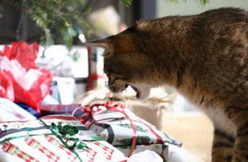 Кошки и новогодние подарки