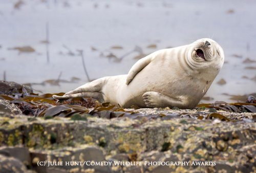 Победители фотоконкурса The Comedy Wildlife Photography Awards