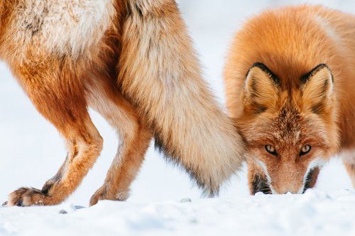 Дикие лисицы через фотообъектив Ивана Кислова