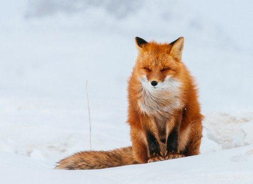 Дикие лисицы через фотообъектив Ивана Кислова