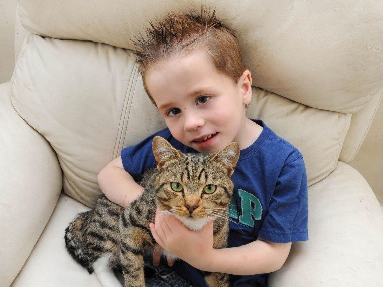 Отважный кот спас мальчика от хулиганов