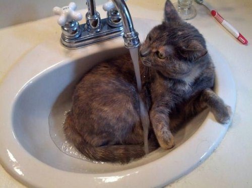 Кошки-любительницы водных процедур