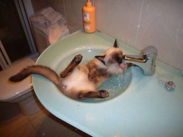 &quot;Сломанные&quot; коты, которые обожают воду