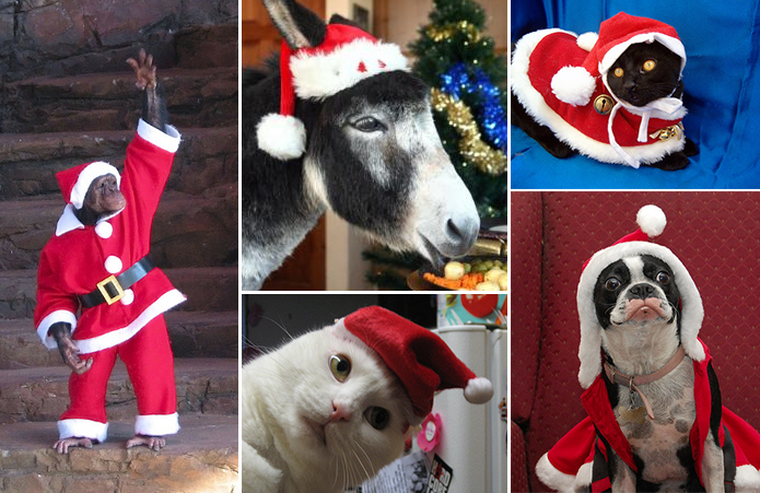 К Новому году готовы: 100 животных, которые уже нарядились к праздникам
