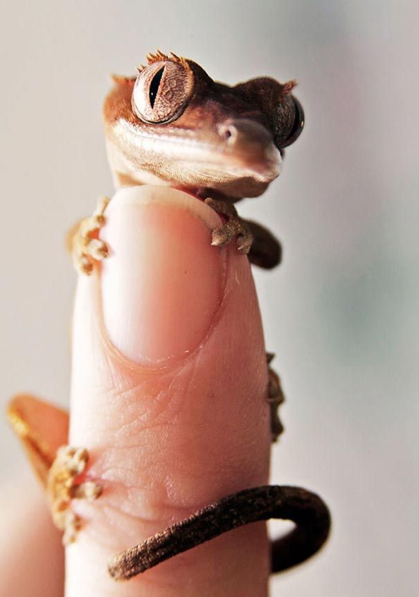 Рептилии-очаровашки, способные вызвать улыбку у каждого