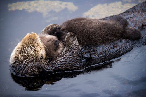 Новорождённый детёныш морской выдры спит на животе своей матери